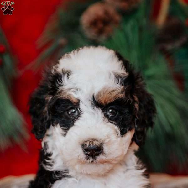 Bixie, Mini Bernedoodle Puppy